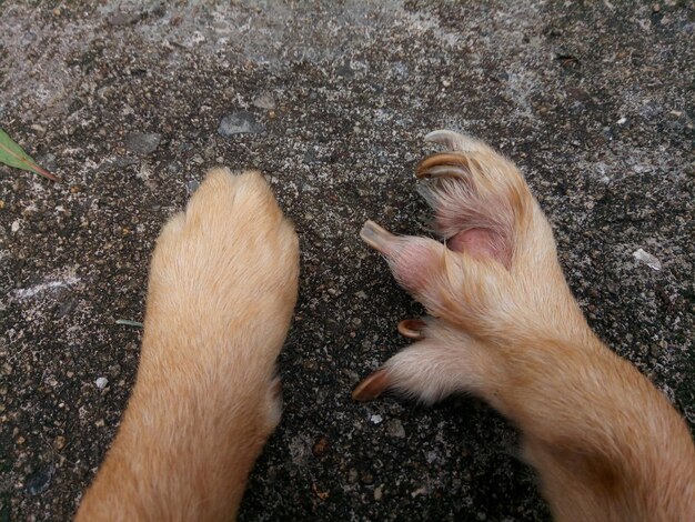 High angle view of a dog