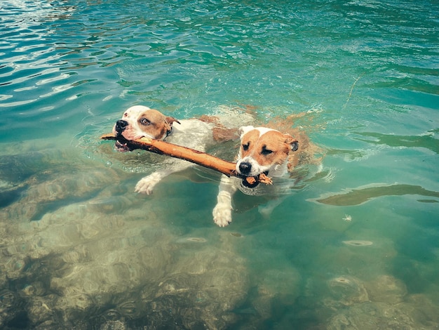 湖で泳いでいる犬の口に棒を運ぶ高角度の景色