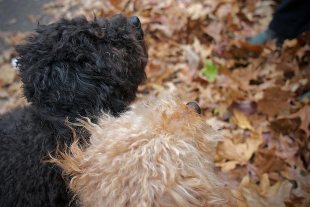 Высокоугольный вид собак на поле осенью