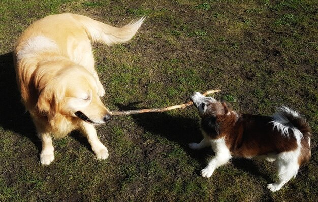 Photo high angle view of dogs on field