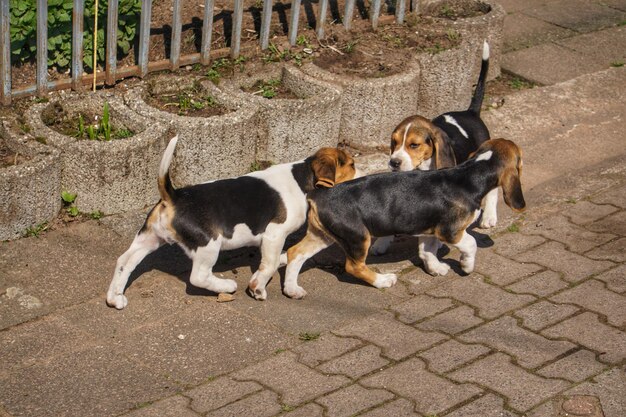 歩道の犬の高角度の写真