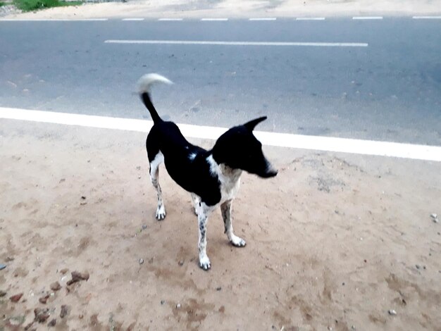 High angle view of dogs on road