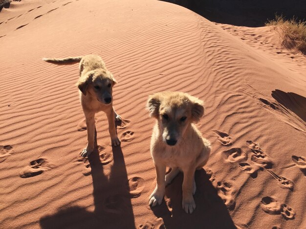 Foto vista ad alta angolazione dei cani sulla sabbia