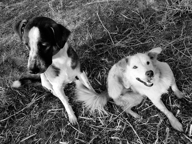 Photo high angle view of dogs sitting on field