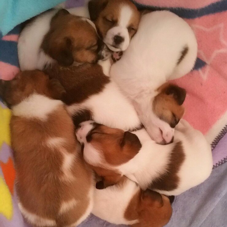 Photo 집에서 침대에 자고 있는 개들의 높은 각도 시각