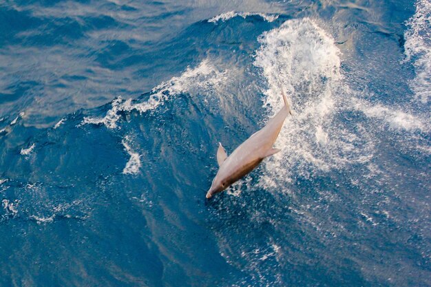 Photo high angle view of dolphin swimming on sea