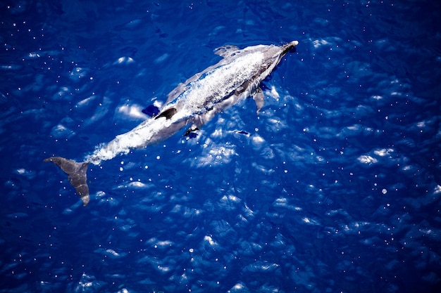 Photo high angle view of a dolphin swimming in sea