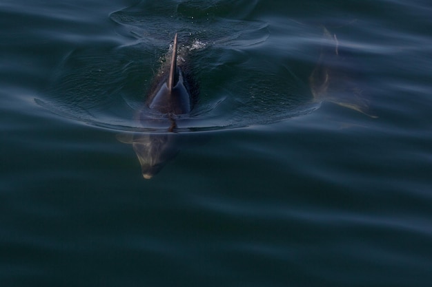 Foto vista ad alto angolo dei delfini che nuotano in mare