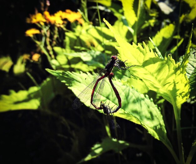 Photo high angle view of dragonflies mating on plant