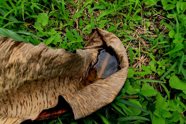 high angle view of dried leaf on field