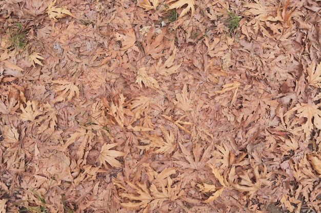 Foto vista ad alto angolo delle foglie secche sulla pianta
