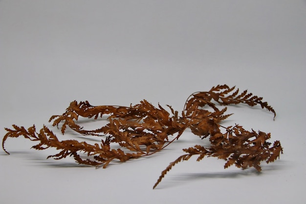 Photo high angle view of dried leaves on white table