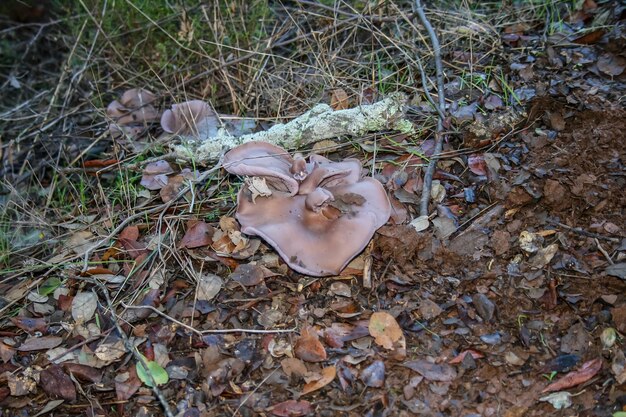 畑の乾燥した植物の高角度のビュー