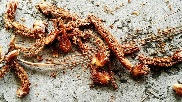 Photo high angle view of dried plant