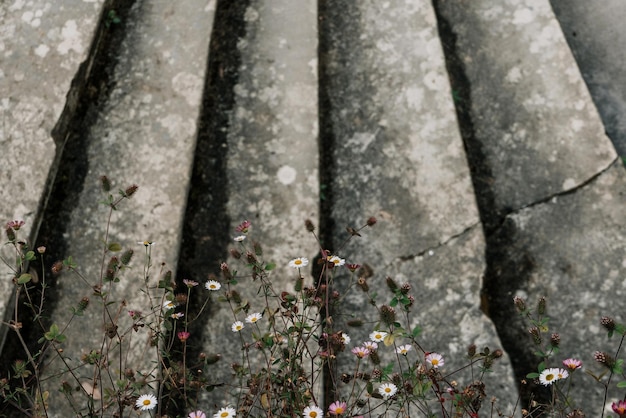 Photo high angle view of dried plants on roof