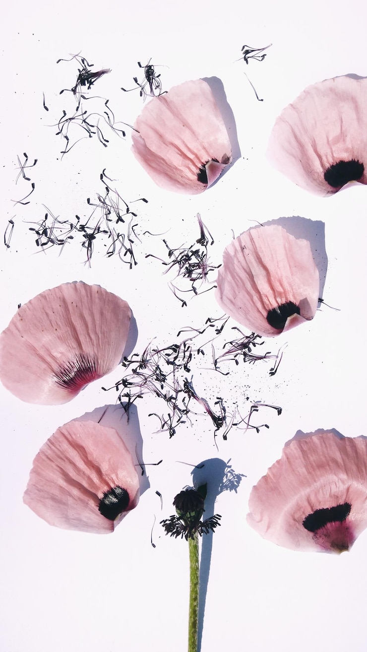 Photo high angle view of dried poppy flower petals on white background