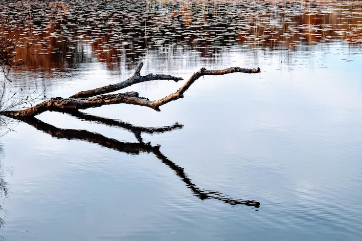 Photo high angle view of driftwood in lake with reflection