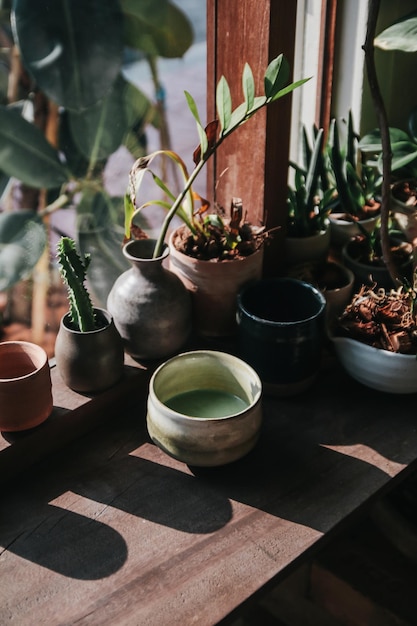 テーブルの上の鉢の植物による飲み物の高角度のビュー