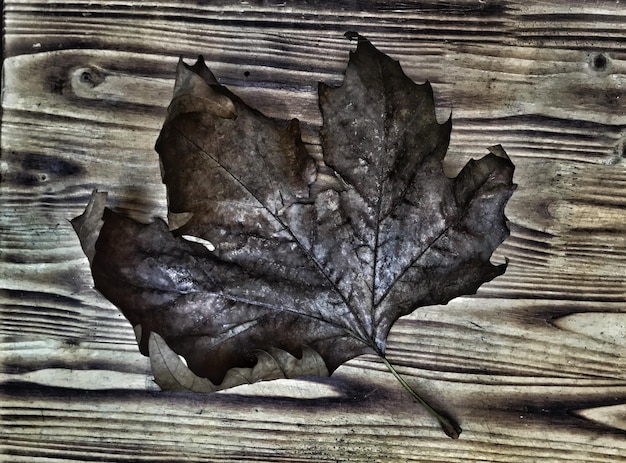 Photo high angle view of dry autumn leaf on wooden table