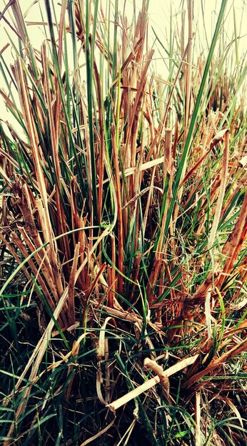 High angle view of dry grass on field