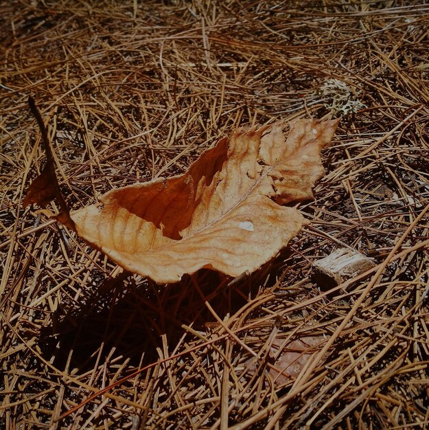 High angle view of dry leaf on field