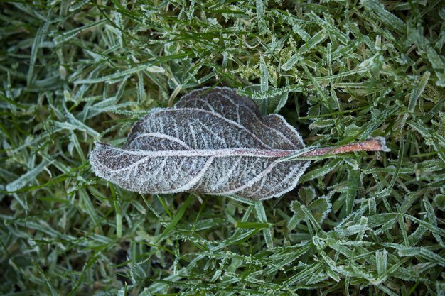 Photo high angle view of dry leaf on grassy field during winter