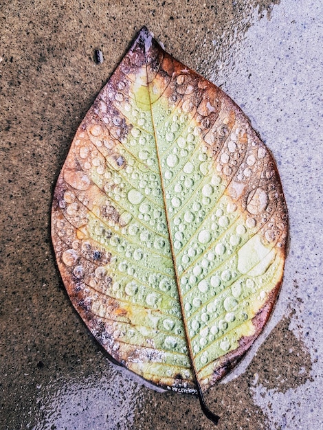 Foto vista ad alto angolo di una foglia secca sull'acqua