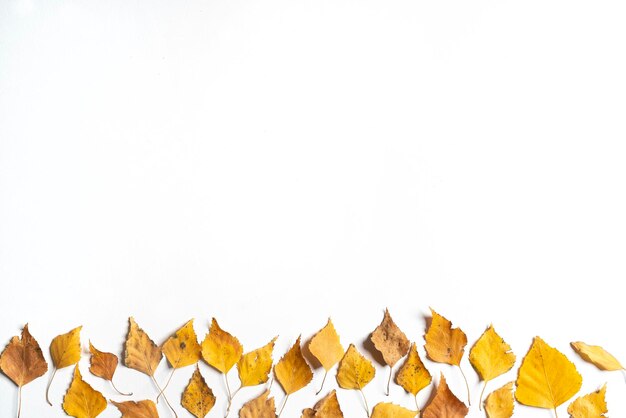 Photo high angle view of dry leaves against white background