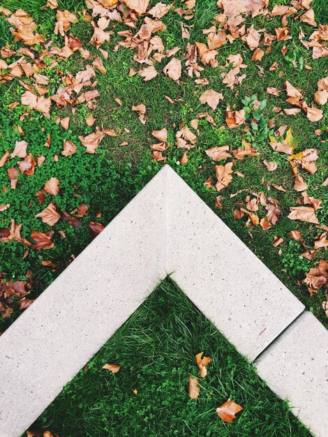 Photo high angle view of dry leaves fallen on grassy field