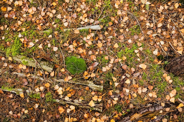 High angle view of dry leaves on field