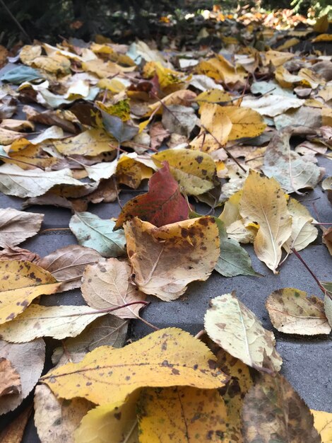 High angle view of dry leaves on field