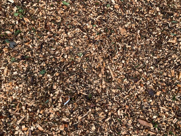 High angle view of dry leaves on field