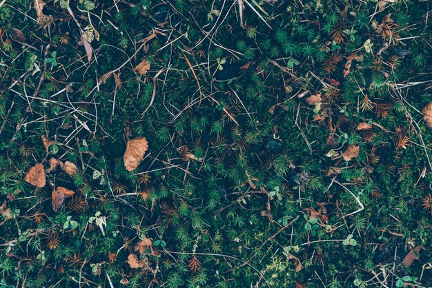 Photo high angle view of dry leaves on field