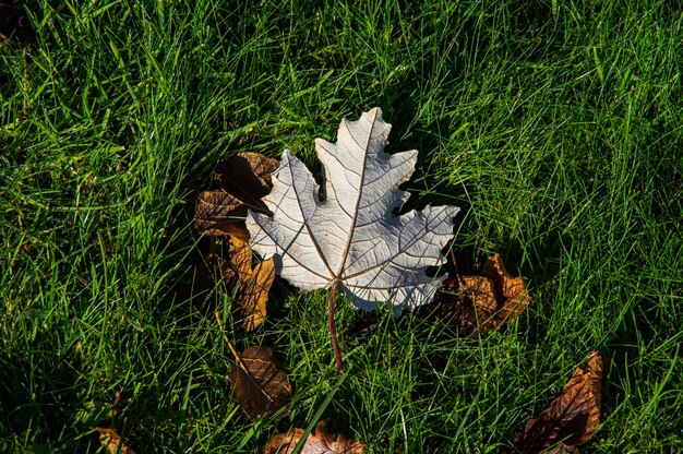 Foto vista ad alto angolo delle foglie secche sul campo