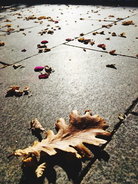 Photo high angle view of dry leaves on footpath