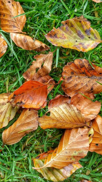 High angle view of dry leaves on grassy field