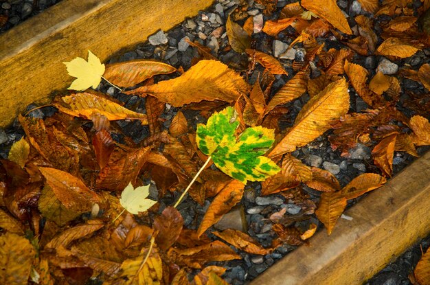 High angle view of dry leaves on ground