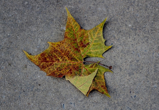 High angle view of dry leaves on road