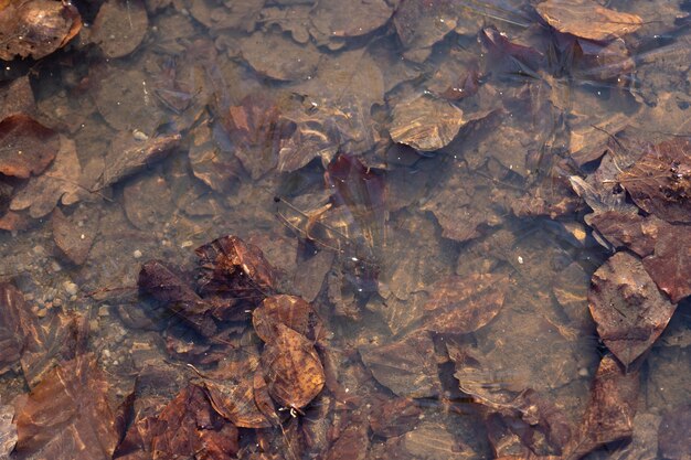 High angle view of dry leaves on wet rock