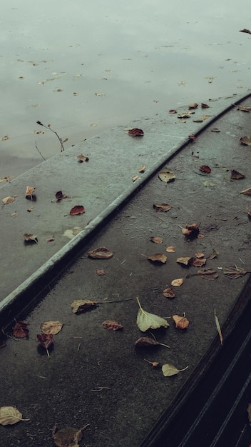 Foto vista ad alto angolo delle foglie secche sulla strada bagnata