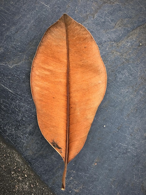 High angle view of dry leaves on wood