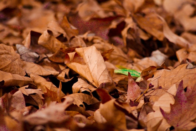 Photo high angle view of dry maple leaves on field