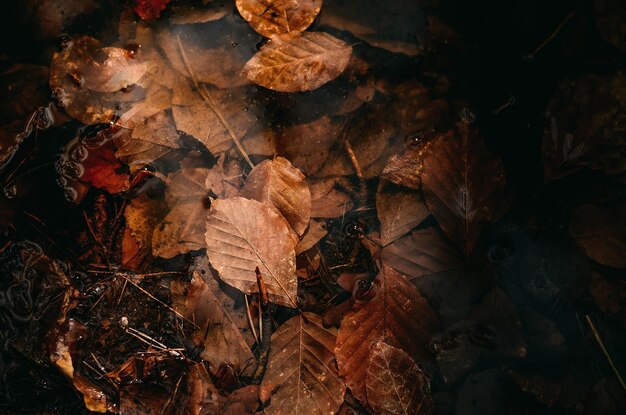 High angle view of dry maple leaves on field