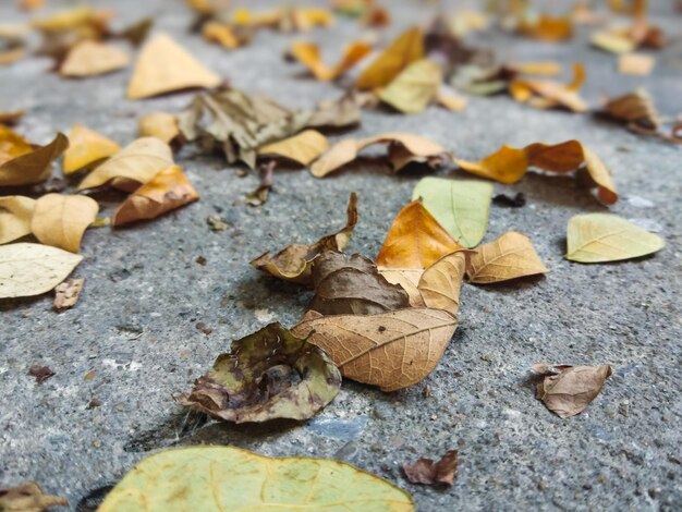 High angle view of dry maple leaves on rock