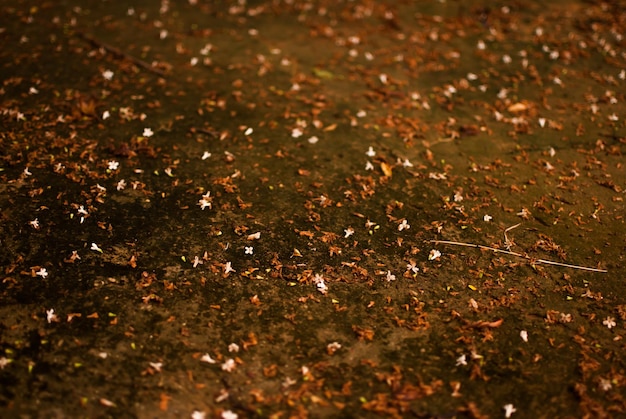 Photo high angle view on dry petals on road