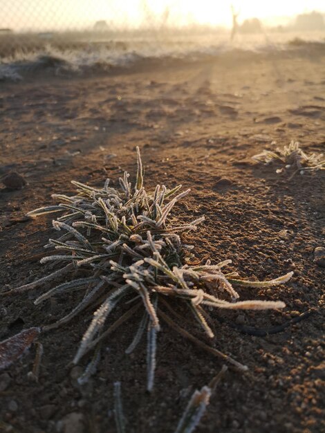 Foto vista ad alta angolazione di una pianta secca sulla spiaggia