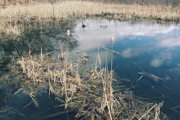 Photo high angle view of dry plants in pond