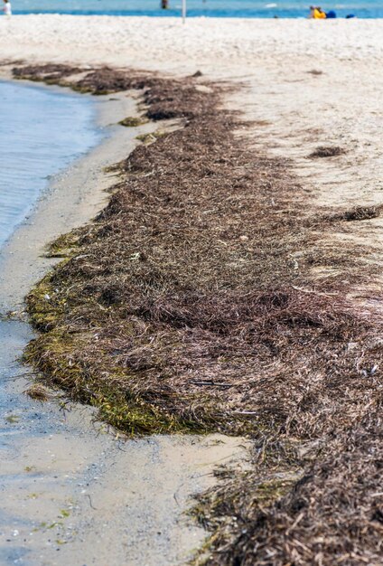 Foto vista ad alta angolazione delle alghe secche sulla riva sulla spiaggia
