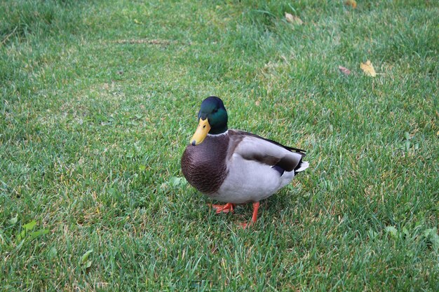 High angle view of duck on field