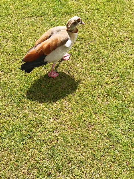 High angle view of duck on field